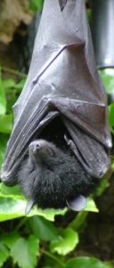 http://commons.wikimedia.org/wiki/File:Livingstone's_Fruit_Bat.jpg