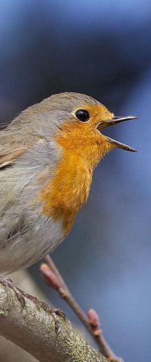 http://commons.wikimedia.org/wiki/File:Erithacus_rubecula_-Norway_-singing-8.jpg