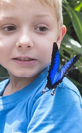 https://commons.wikimedia.org/wiki/File:Butterfly_2_(15326785158).jpg