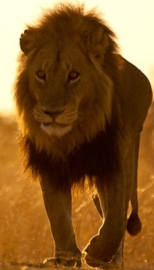 https://commons.wikimedia.org/wiki/File:Earth-Touch_Lion_Botswana.jpg