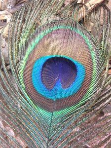 https://commons.wikimedia.org/wiki/File:Peacock_Feather_Close_Up.JPG