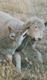 https://en.wikipedia.org/wiki/Coyote#/media/File:Coyote_with_typical_hold_on_lamb.jpg