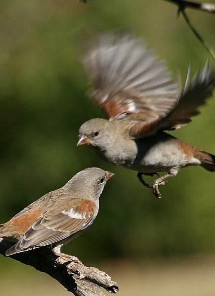 https://commons.wikimedia.org/wiki/File:Two_Southern_Grey-headed_Sparrows_(Passer_diffusus),_one_in_flight.jpg