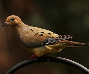 https://simple.wikipedia.org/wiki/Mourning_dove