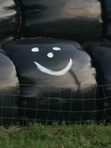 http://commons.wikimedia.org/wiki/File:Happy_silage_bale.jpg