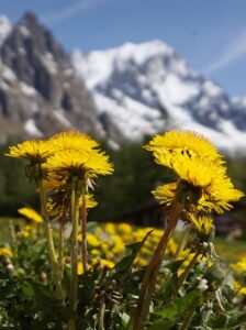 https://commons.wikimedia.org/wiki/File:Dandelions_and_mountains.jpg