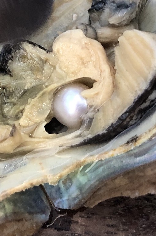 https://commons.wikimedia.org/wiki/File:2021-10-11_09_11_24_Pearl_oyster_with_pearl_inside_at_the_USS_Bowfin_Submarine_Museum_and_Park_in_Pearl_Harbor,_Oahu,_Hawaii.jpg
