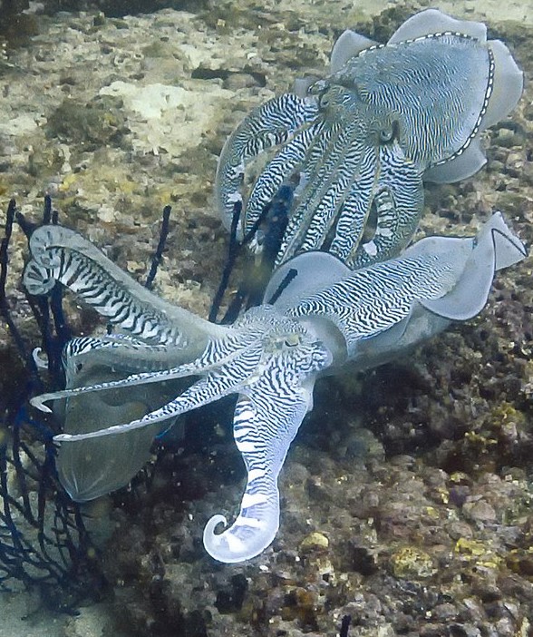 https://commons.wikimedia.org/wiki/File:Pair_Of_Cuttlefish_(209677575).jpeg