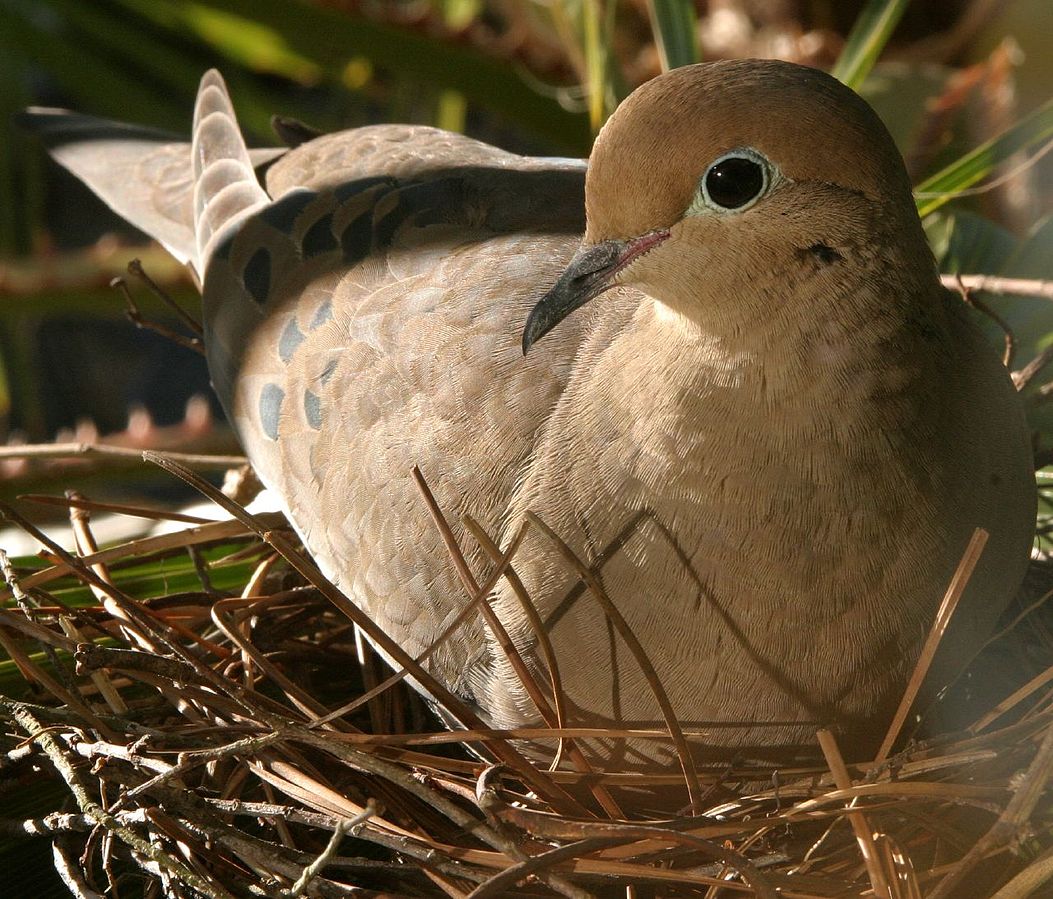 https://commons.wikimedia.org/wiki/File:Mother_hen_nesting_on_February_24,_2007.jpg